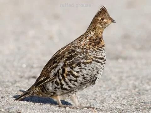 ruffed grouse